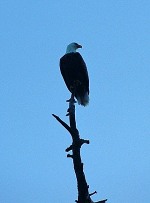 [Eagle is perched at the top of a dead tree with its head turned the opposite direction its body is facing. ]